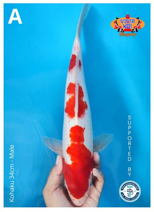 Lelang Koi Online, Jual Beli Ikan Koi, Pusat Jual Beli Koi, Info Lelang Koi Hari Ini, Platform Jual Beli Koi, Jual Beli Ikan Koi Online, Marketplace Ikan Koi, Jual Koi Terbaik, Tempat Beli Koi Berkualitas, Pasar Ikan Koi Online Terpercaya, Penjual Ikan Koi Terpercaya, Beli Koi Hias Online, Ikan Koi untuk Dijual, Koi Kualitas Terbaik, Toko Online Ikan Koi, Koi Hias Untuk Dijual, Jual Beli Ikan Koi Lokal, Koi Indonesia Online, Pusat Jual Beli Koi Terbesar
