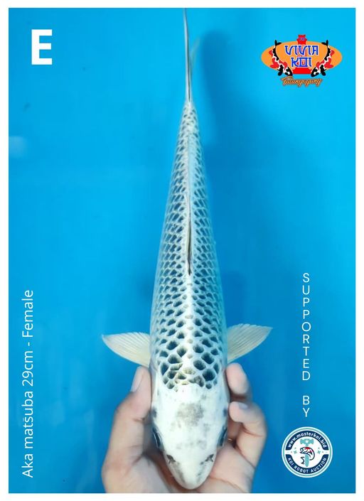 Lelang Koi Online, Jual Beli Ikan Koi, Pusat Jual Beli Koi, Info Lelang Koi Hari Ini, Platform Jual Beli Koi, Jual Beli Ikan Koi Online, Marketplace Ikan Koi, Jual Koi Terbaik, Tempat Beli Koi Berkualitas, Pasar Ikan Koi Online Terpercaya, Penjual Ikan Koi Terpercaya, Beli Koi Hias Online, Ikan Koi untuk Dijual, Koi Kualitas Terbaik, Toko Online Ikan Koi, Koi Hias Untuk Dijual, Jual Beli Ikan Koi Lokal, Koi Indonesia Online, Pusat Jual Beli Koi Terbesar