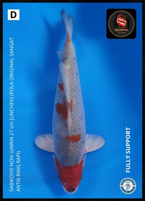 Lelang Koi Online, Jual Beli Ikan Koi, Pusat Jual Beli Koi, Info Lelang Koi Hari Ini, Platform Jual Beli Koi, Jual Beli Ikan Koi Online, Marketplace Ikan Koi, Jual Koi Terbaik, Tempat Beli Koi Berkualitas, Pasar Ikan Koi Online Terpercaya, Penjual Ikan Koi Terpercaya, Beli Koi Hias Online, Ikan Koi untuk Dijual, Koi Kualitas Terbaik, Toko Online Ikan Koi, Koi Hias Untuk Dijual, Jual Beli Ikan Koi Lokal, Koi Indonesia Online, Pusat Jual Beli Koi Terbesar