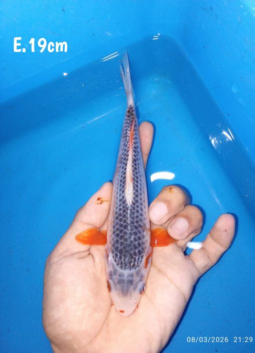 Lelang Koi Online, Jual Beli Ikan Koi, Pusat Jual Beli Koi, Info Lelang Koi Hari Ini, Platform Jual Beli Koi, Jual Beli Ikan Koi Online, Marketplace Ikan Koi, Jual Koi Terbaik, Tempat Beli Koi Berkualitas, Pasar Ikan Koi Online Terpercaya, Penjual Ikan Koi Terpercaya, Beli Koi Hias Online, Ikan Koi untuk Dijual, Koi Kualitas Terbaik, Toko Online Ikan Koi, Koi Hias Untuk Dijual, Jual Beli Ikan Koi Lokal, Koi Indonesia Online, Pusat Jual Beli Koi Terbesar