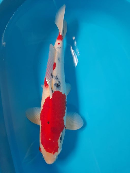 Lelang Koi Online, Jual Beli Ikan Koi, Pusat Jual Beli Koi, Info Lelang Koi Hari Ini, Platform Jual Beli Koi, Jual Beli Ikan Koi Online, Marketplace Ikan Koi, Jual Koi Terbaik, Tempat Beli Koi Berkualitas, Pasar Ikan Koi Online Terpercaya, Penjual Ikan Koi Terpercaya, Beli Koi Hias Online, Ikan Koi untuk Dijual, Koi Kualitas Terbaik, Toko Online Ikan Koi, Koi Hias Untuk Dijual, Jual Beli Ikan Koi Lokal, Koi Indonesia Online, Pusat Jual Beli Koi Terbesar