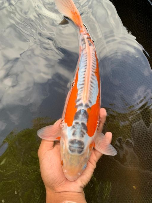Lelang Koi Online, Jual Beli Ikan Koi, Pusat Jual Beli Koi, Info Lelang Koi Hari Ini, Platform Jual Beli Koi, Jual Beli Ikan Koi Online, Marketplace Ikan Koi, Jual Koi Terbaik, Tempat Beli Koi Berkualitas, Pasar Ikan Koi Online Terpercaya, Penjual Ikan Koi Terpercaya, Beli Koi Hias Online, Ikan Koi untuk Dijual, Koi Kualitas Terbaik, Toko Online Ikan Koi, Koi Hias Untuk Dijual, Jual Beli Ikan Koi Lokal, Koi Indonesia Online, Pusat Jual Beli Koi Terbesar