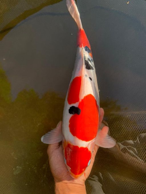 Lelang Koi Online, Jual Beli Ikan Koi, Pusat Jual Beli Koi, Info Lelang Koi Hari Ini, Platform Jual Beli Koi, Jual Beli Ikan Koi Online, Marketplace Ikan Koi, Jual Koi Terbaik, Tempat Beli Koi Berkualitas, Pasar Ikan Koi Online Terpercaya, Penjual Ikan Koi Terpercaya, Beli Koi Hias Online, Ikan Koi untuk Dijual, Koi Kualitas Terbaik, Toko Online Ikan Koi, Koi Hias Untuk Dijual, Jual Beli Ikan Koi Lokal, Koi Indonesia Online, Pusat Jual Beli Koi Terbesar