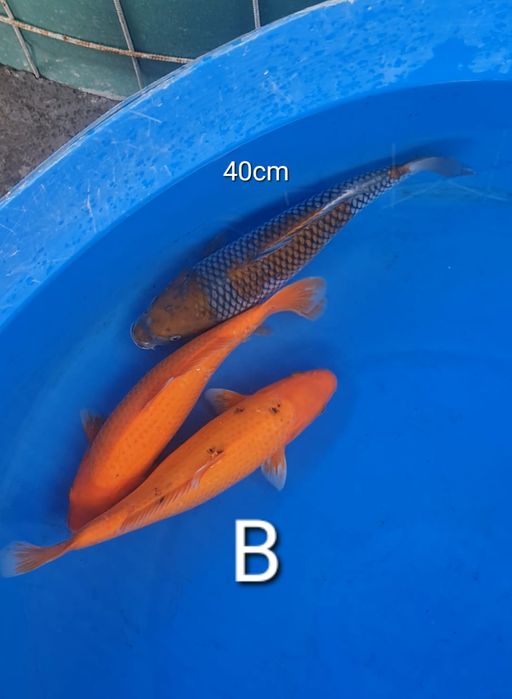 Lelang Koi Online, Jual Beli Ikan Koi, Pusat Jual Beli Koi, Info Lelang Koi Hari Ini, Platform Jual Beli Koi, Jual Beli Ikan Koi Online, Marketplace Ikan Koi, Jual Koi Terbaik, Tempat Beli Koi Berkualitas, Pasar Ikan Koi Online Terpercaya, Penjual Ikan Koi Terpercaya, Beli Koi Hias Online, Ikan Koi untuk Dijual, Koi Kualitas Terbaik, Toko Online Ikan Koi, Koi Hias Untuk Dijual, Jual Beli Ikan Koi Lokal, Koi Indonesia Online, Pusat Jual Beli Koi Terbesar