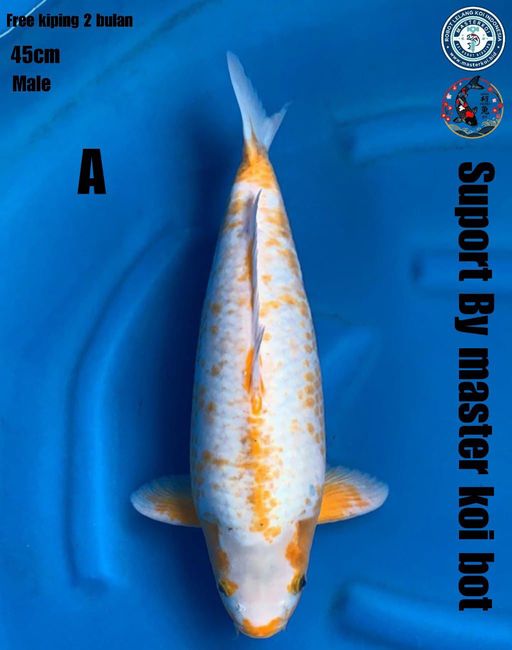 Lelang Koi Online, Jual Beli Ikan Koi, Pusat Jual Beli Koi, Info Lelang Koi Hari Ini, Platform Jual Beli Koi, Jual Beli Ikan Koi Online, Marketplace Ikan Koi, Jual Koi Terbaik, Tempat Beli Koi Berkualitas, Pasar Ikan Koi Online Terpercaya, Penjual Ikan Koi Terpercaya, Beli Koi Hias Online, Ikan Koi untuk Dijual, Koi Kualitas Terbaik, Toko Online Ikan Koi, Koi Hias Untuk Dijual, Jual Beli Ikan Koi Lokal, Koi Indonesia Online, Pusat Jual Beli Koi Terbesar