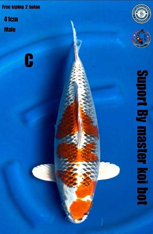 Lelang Koi Online, Jual Beli Ikan Koi, Pusat Jual Beli Koi, Info Lelang Koi Hari Ini, Platform Jual Beli Koi, Jual Beli Ikan Koi Online, Marketplace Ikan Koi, Jual Koi Terbaik, Tempat Beli Koi Berkualitas, Pasar Ikan Koi Online Terpercaya, Penjual Ikan Koi Terpercaya, Beli Koi Hias Online, Ikan Koi untuk Dijual, Koi Kualitas Terbaik, Toko Online Ikan Koi, Koi Hias Untuk Dijual, Jual Beli Ikan Koi Lokal, Koi Indonesia Online, Pusat Jual Beli Koi Terbesar