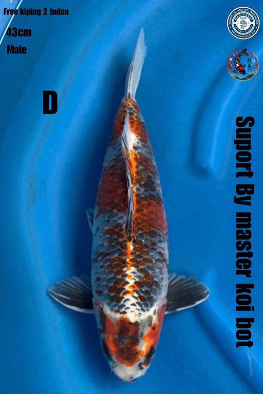 Lelang Koi Online, Jual Beli Ikan Koi, Pusat Jual Beli Koi, Info Lelang Koi Hari Ini, Platform Jual Beli Koi, Jual Beli Ikan Koi Online, Marketplace Ikan Koi, Jual Koi Terbaik, Tempat Beli Koi Berkualitas, Pasar Ikan Koi Online Terpercaya, Penjual Ikan Koi Terpercaya, Beli Koi Hias Online, Ikan Koi untuk Dijual, Koi Kualitas Terbaik, Toko Online Ikan Koi, Koi Hias Untuk Dijual, Jual Beli Ikan Koi Lokal, Koi Indonesia Online, Pusat Jual Beli Koi Terbesar