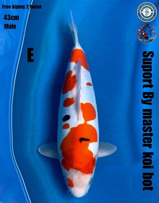 Lelang Koi Online, Jual Beli Ikan Koi, Pusat Jual Beli Koi, Info Lelang Koi Hari Ini, Platform Jual Beli Koi, Jual Beli Ikan Koi Online, Marketplace Ikan Koi, Jual Koi Terbaik, Tempat Beli Koi Berkualitas, Pasar Ikan Koi Online Terpercaya, Penjual Ikan Koi Terpercaya, Beli Koi Hias Online, Ikan Koi untuk Dijual, Koi Kualitas Terbaik, Toko Online Ikan Koi, Koi Hias Untuk Dijual, Jual Beli Ikan Koi Lokal, Koi Indonesia Online, Pusat Jual Beli Koi Terbesar