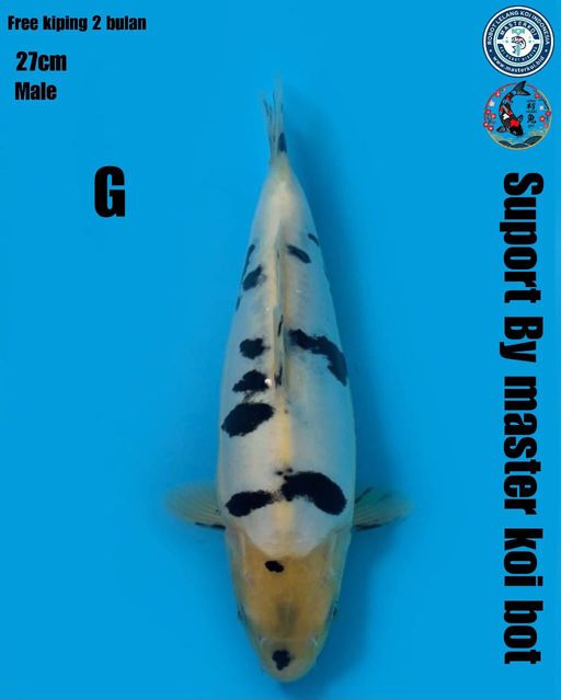 Lelang Koi Online, Jual Beli Ikan Koi, Pusat Jual Beli Koi, Info Lelang Koi Hari Ini, Platform Jual Beli Koi, Jual Beli Ikan Koi Online, Marketplace Ikan Koi, Jual Koi Terbaik, Tempat Beli Koi Berkualitas, Pasar Ikan Koi Online Terpercaya, Penjual Ikan Koi Terpercaya, Beli Koi Hias Online, Ikan Koi untuk Dijual, Koi Kualitas Terbaik, Toko Online Ikan Koi, Koi Hias Untuk Dijual, Jual Beli Ikan Koi Lokal, Koi Indonesia Online, Pusat Jual Beli Koi Terbesar