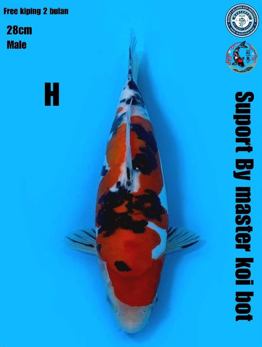 Lelang Koi Online, Jual Beli Ikan Koi, Pusat Jual Beli Koi, Info Lelang Koi Hari Ini, Platform Jual Beli Koi, Jual Beli Ikan Koi Online, Marketplace Ikan Koi, Jual Koi Terbaik, Tempat Beli Koi Berkualitas, Pasar Ikan Koi Online Terpercaya, Penjual Ikan Koi Terpercaya, Beli Koi Hias Online, Ikan Koi untuk Dijual, Koi Kualitas Terbaik, Toko Online Ikan Koi, Koi Hias Untuk Dijual, Jual Beli Ikan Koi Lokal, Koi Indonesia Online, Pusat Jual Beli Koi Terbesar