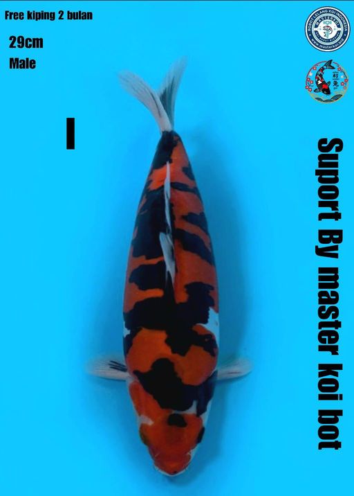 Lelang Koi Online, Jual Beli Ikan Koi, Pusat Jual Beli Koi, Info Lelang Koi Hari Ini, Platform Jual Beli Koi, Jual Beli Ikan Koi Online, Marketplace Ikan Koi, Jual Koi Terbaik, Tempat Beli Koi Berkualitas, Pasar Ikan Koi Online Terpercaya, Penjual Ikan Koi Terpercaya, Beli Koi Hias Online, Ikan Koi untuk Dijual, Koi Kualitas Terbaik, Toko Online Ikan Koi, Koi Hias Untuk Dijual, Jual Beli Ikan Koi Lokal, Koi Indonesia Online, Pusat Jual Beli Koi Terbesar