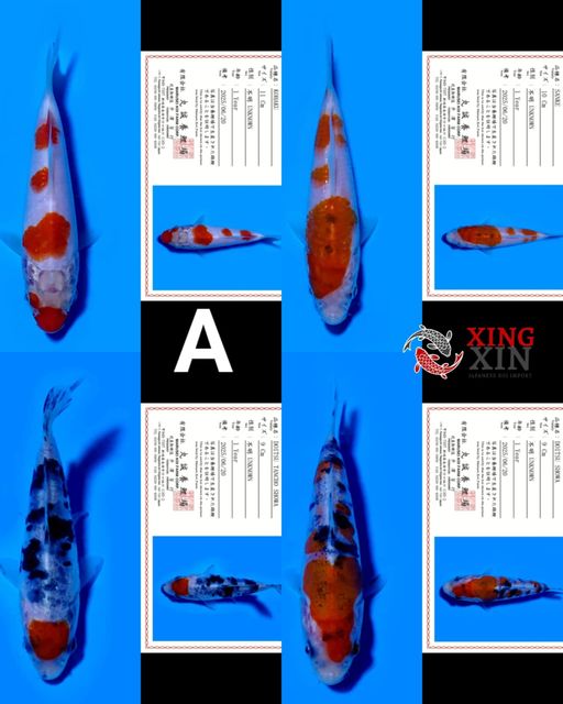 Lelang Koi Online, Jual Beli Ikan Koi, Pusat Jual Beli Koi, Info Lelang Koi Hari Ini, Platform Jual Beli Koi, Jual Beli Ikan Koi Online, Marketplace Ikan Koi, Jual Koi Terbaik, Tempat Beli Koi Berkualitas, Pasar Ikan Koi Online Terpercaya, Penjual Ikan Koi Terpercaya, Beli Koi Hias Online, Ikan Koi untuk Dijual, Koi Kualitas Terbaik, Toko Online Ikan Koi, Koi Hias Untuk Dijual, Jual Beli Ikan Koi Lokal, Koi Indonesia Online, Pusat Jual Beli Koi Terbesar