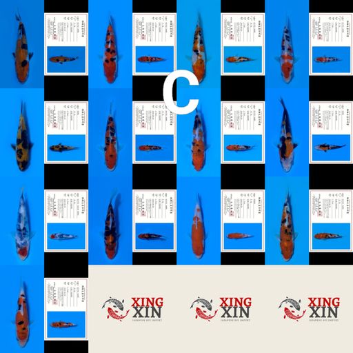 Lelang Koi Online, Jual Beli Ikan Koi, Pusat Jual Beli Koi, Info Lelang Koi Hari Ini, Platform Jual Beli Koi, Jual Beli Ikan Koi Online, Marketplace Ikan Koi, Jual Koi Terbaik, Tempat Beli Koi Berkualitas, Pasar Ikan Koi Online Terpercaya, Penjual Ikan Koi Terpercaya, Beli Koi Hias Online, Ikan Koi untuk Dijual, Koi Kualitas Terbaik, Toko Online Ikan Koi, Koi Hias Untuk Dijual, Jual Beli Ikan Koi Lokal, Koi Indonesia Online, Pusat Jual Beli Koi Terbesar