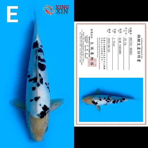 Lelang Koi Online, Jual Beli Ikan Koi, Pusat Jual Beli Koi, Info Lelang Koi Hari Ini, Platform Jual Beli Koi, Jual Beli Ikan Koi Online, Marketplace Ikan Koi, Jual Koi Terbaik, Tempat Beli Koi Berkualitas, Pasar Ikan Koi Online Terpercaya, Penjual Ikan Koi Terpercaya, Beli Koi Hias Online, Ikan Koi untuk Dijual, Koi Kualitas Terbaik, Toko Online Ikan Koi, Koi Hias Untuk Dijual, Jual Beli Ikan Koi Lokal, Koi Indonesia Online, Pusat Jual Beli Koi Terbesar