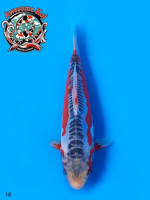 Lelang Koi Online, Jual Beli Ikan Koi, Pusat Jual Beli Koi, Info Lelang Koi Hari Ini, Platform Jual Beli Koi, Jual Beli Ikan Koi Online, Marketplace Ikan Koi, Jual Koi Terbaik, Tempat Beli Koi Berkualitas, Pasar Ikan Koi Online Terpercaya, Penjual Ikan Koi Terpercaya, Beli Koi Hias Online, Ikan Koi untuk Dijual, Koi Kualitas Terbaik, Toko Online Ikan Koi, Koi Hias Untuk Dijual, Jual Beli Ikan Koi Lokal, Koi Indonesia Online, Pusat Jual Beli Koi Terbesar