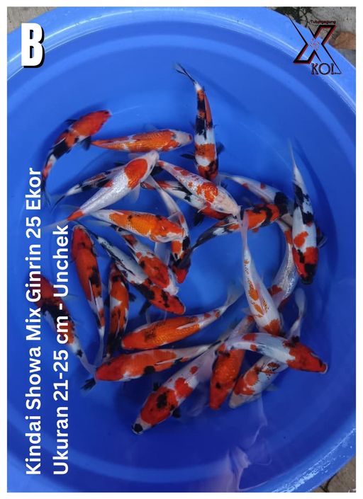 Lelang Koi Online, Jual Beli Ikan Koi, Pusat Jual Beli Koi, Info Lelang Koi Hari Ini, Platform Jual Beli Koi, Jual Beli Ikan Koi Online, Marketplace Ikan Koi, Jual Koi Terbaik, Tempat Beli Koi Berkualitas, Pasar Ikan Koi Online Terpercaya, Penjual Ikan Koi Terpercaya, Beli Koi Hias Online, Ikan Koi untuk Dijual, Koi Kualitas Terbaik, Toko Online Ikan Koi, Koi Hias Untuk Dijual, Jual Beli Ikan Koi Lokal, Koi Indonesia Online, Pusat Jual Beli Koi Terbesar
