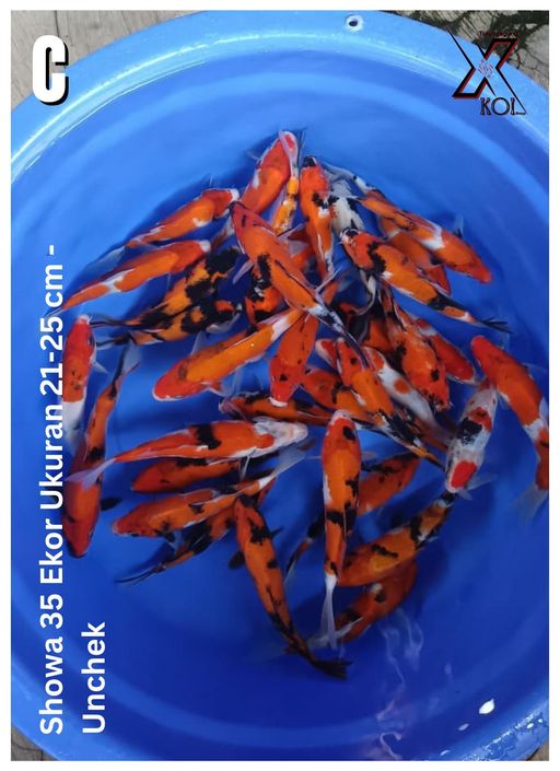 Lelang Koi Online, Jual Beli Ikan Koi, Pusat Jual Beli Koi, Info Lelang Koi Hari Ini, Platform Jual Beli Koi, Jual Beli Ikan Koi Online, Marketplace Ikan Koi, Jual Koi Terbaik, Tempat Beli Koi Berkualitas, Pasar Ikan Koi Online Terpercaya, Penjual Ikan Koi Terpercaya, Beli Koi Hias Online, Ikan Koi untuk Dijual, Koi Kualitas Terbaik, Toko Online Ikan Koi, Koi Hias Untuk Dijual, Jual Beli Ikan Koi Lokal, Koi Indonesia Online, Pusat Jual Beli Koi Terbesar