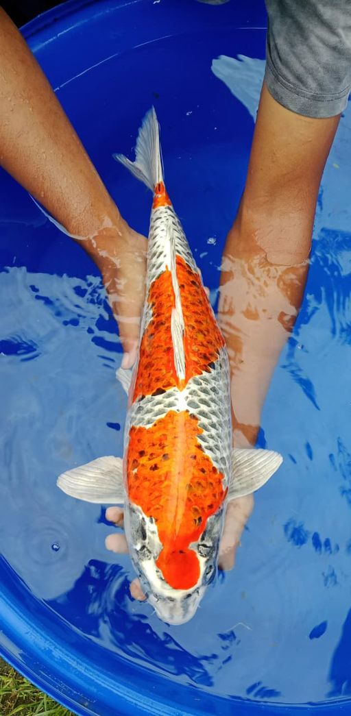 Lelang Koi Online, Jual Beli Ikan Koi, Pusat Jual Beli Koi, Info Lelang Koi Hari Ini, Platform Jual Beli Koi, Jual Beli Ikan Koi Online, Marketplace Ikan Koi, Jual Koi Terbaik, Tempat Beli Koi Berkualitas, Pasar Ikan Koi Online Terpercaya, Penjual Ikan Koi Terpercaya, Beli Koi Hias Online, Ikan Koi untuk Dijual, Koi Kualitas Terbaik, Toko Online Ikan Koi, Koi Hias Untuk Dijual, Jual Beli Ikan Koi Lokal, Koi Indonesia Online, Pusat Jual Beli Koi Terbesar