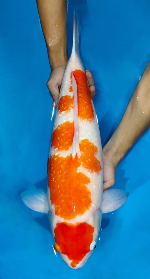 Lelang Koi Online, Jual Beli Ikan Koi, Pusat Jual Beli Koi, Info Lelang Koi Hari Ini, Platform Jual Beli Koi, Jual Beli Ikan Koi Online, Marketplace Ikan Koi, Jual Koi Terbaik, Tempat Beli Koi Berkualitas, Pasar Ikan Koi Online Terpercaya, Penjual Ikan Koi Terpercaya, Beli Koi Hias Online, Ikan Koi untuk Dijual, Koi Kualitas Terbaik, Toko Online Ikan Koi, Koi Hias Untuk Dijual, Jual Beli Ikan Koi Lokal, Koi Indonesia Online, Pusat Jual Beli Koi Terbesar