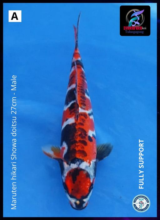 Lelang Koi Online, Jual Beli Ikan Koi, Pusat Jual Beli Koi, Info Lelang Koi Hari Ini, Platform Jual Beli Koi, Jual Beli Ikan Koi Online, Marketplace Ikan Koi, Jual Koi Terbaik, Tempat Beli Koi Berkualitas, Pasar Ikan Koi Online Terpercaya, Penjual Ikan Koi Terpercaya, Beli Koi Hias Online, Ikan Koi untuk Dijual, Koi Kualitas Terbaik, Toko Online Ikan Koi, Koi Hias Untuk Dijual, Jual Beli Ikan Koi Lokal, Koi Indonesia Online, Pusat Jual Beli Koi Terbesar