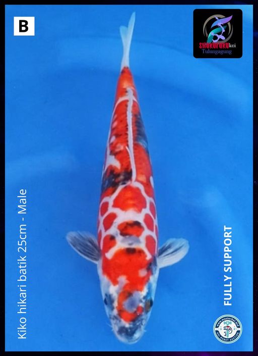 Lelang Koi Online, Jual Beli Ikan Koi, Pusat Jual Beli Koi, Info Lelang Koi Hari Ini, Platform Jual Beli Koi, Jual Beli Ikan Koi Online, Marketplace Ikan Koi, Jual Koi Terbaik, Tempat Beli Koi Berkualitas, Pasar Ikan Koi Online Terpercaya, Penjual Ikan Koi Terpercaya, Beli Koi Hias Online, Ikan Koi untuk Dijual, Koi Kualitas Terbaik, Toko Online Ikan Koi, Koi Hias Untuk Dijual, Jual Beli Ikan Koi Lokal, Koi Indonesia Online, Pusat Jual Beli Koi Terbesar