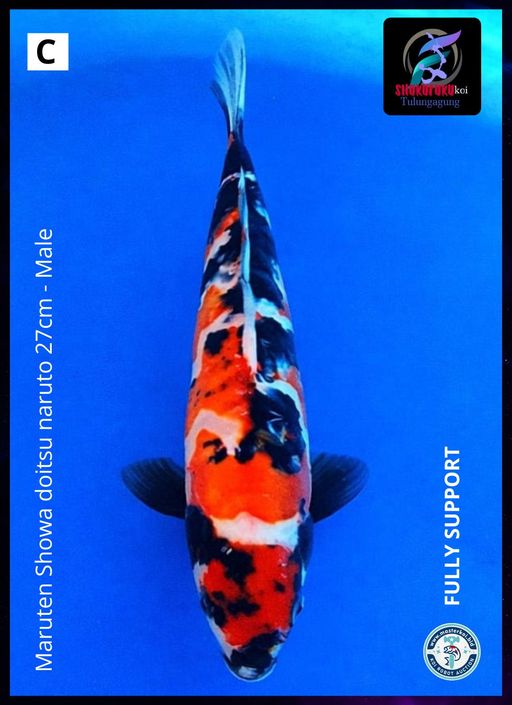 Lelang Koi Online, Jual Beli Ikan Koi, Pusat Jual Beli Koi, Info Lelang Koi Hari Ini, Platform Jual Beli Koi, Jual Beli Ikan Koi Online, Marketplace Ikan Koi, Jual Koi Terbaik, Tempat Beli Koi Berkualitas, Pasar Ikan Koi Online Terpercaya, Penjual Ikan Koi Terpercaya, Beli Koi Hias Online, Ikan Koi untuk Dijual, Koi Kualitas Terbaik, Toko Online Ikan Koi, Koi Hias Untuk Dijual, Jual Beli Ikan Koi Lokal, Koi Indonesia Online, Pusat Jual Beli Koi Terbesar