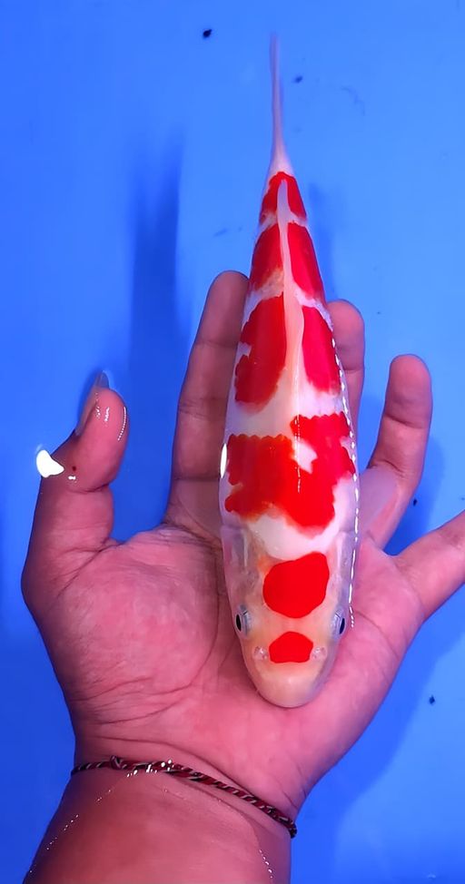 Lelang Koi Online, Jual Beli Ikan Koi, Pusat Jual Beli Koi, Info Lelang Koi Hari Ini, Platform Jual Beli Koi, Jual Beli Ikan Koi Online, Marketplace Ikan Koi, Jual Koi Terbaik, Tempat Beli Koi Berkualitas, Pasar Ikan Koi Online Terpercaya, Penjual Ikan Koi Terpercaya, Beli Koi Hias Online, Ikan Koi untuk Dijual, Koi Kualitas Terbaik, Toko Online Ikan Koi, Koi Hias Untuk Dijual, Jual Beli Ikan Koi Lokal, Koi Indonesia Online, Pusat Jual Beli Koi Terbesar