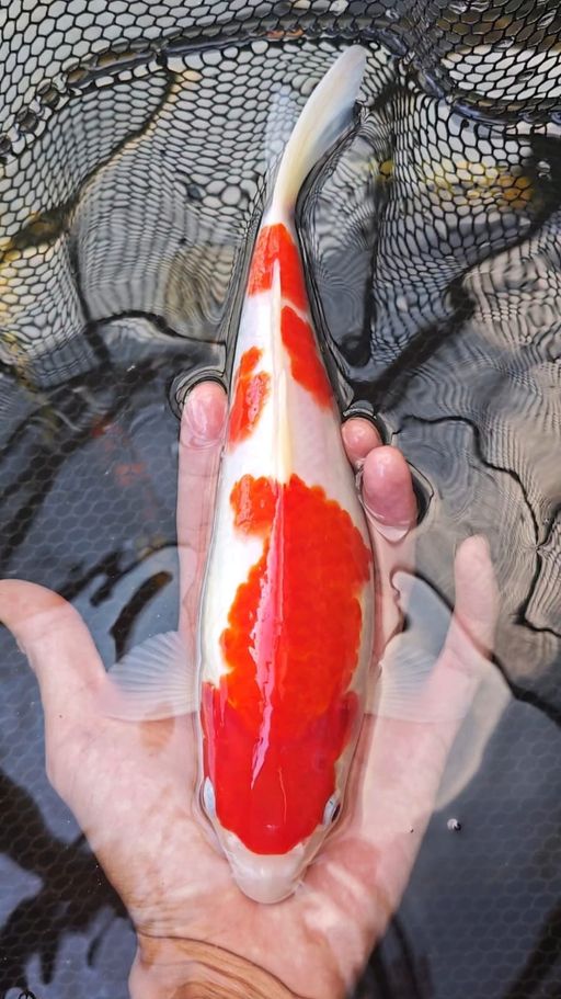 Lelang Koi Online, Jual Beli Ikan Koi, Pusat Jual Beli Koi, Info Lelang Koi Hari Ini, Platform Jual Beli Koi, Jual Beli Ikan Koi Online, Marketplace Ikan Koi, Jual Koi Terbaik, Tempat Beli Koi Berkualitas, Pasar Ikan Koi Online Terpercaya, Penjual Ikan Koi Terpercaya, Beli Koi Hias Online, Ikan Koi untuk Dijual, Koi Kualitas Terbaik, Toko Online Ikan Koi, Koi Hias Untuk Dijual, Jual Beli Ikan Koi Lokal, Koi Indonesia Online, Pusat Jual Beli Koi Terbesar