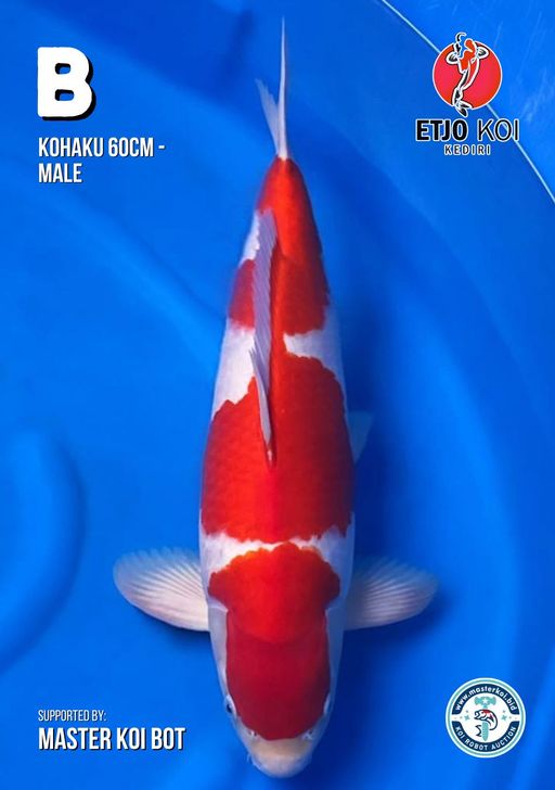 Lelang Koi Online, Jual Beli Ikan Koi, Pusat Jual Beli Koi, Info Lelang Koi Hari Ini, Platform Jual Beli Koi, Jual Beli Ikan Koi Online, Marketplace Ikan Koi, Jual Koi Terbaik, Tempat Beli Koi Berkualitas, Pasar Ikan Koi Online Terpercaya, Penjual Ikan Koi Terpercaya, Beli Koi Hias Online, Ikan Koi untuk Dijual, Koi Kualitas Terbaik, Toko Online Ikan Koi, Koi Hias Untuk Dijual, Jual Beli Ikan Koi Lokal, Koi Indonesia Online, Pusat Jual Beli Koi Terbesar