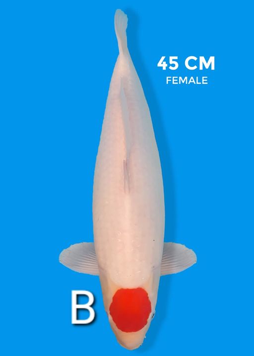 Lelang Koi Online, Jual Beli Ikan Koi, Pusat Jual Beli Koi, Info Lelang Koi Hari Ini, Platform Jual Beli Koi, Jual Beli Ikan Koi Online, Marketplace Ikan Koi, Jual Koi Terbaik, Tempat Beli Koi Berkualitas, Pasar Ikan Koi Online Terpercaya, Penjual Ikan Koi Terpercaya, Beli Koi Hias Online, Ikan Koi untuk Dijual, Koi Kualitas Terbaik, Toko Online Ikan Koi, Koi Hias Untuk Dijual, Jual Beli Ikan Koi Lokal, Koi Indonesia Online, Pusat Jual Beli Koi Terbesar