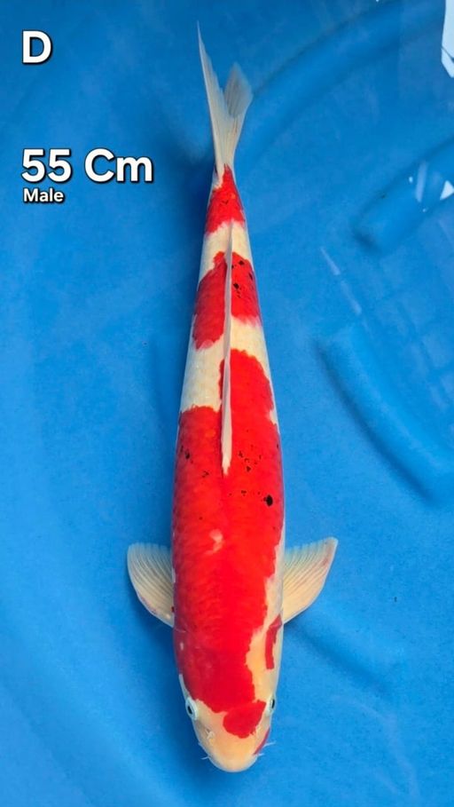 Lelang Koi Online, Jual Beli Ikan Koi, Pusat Jual Beli Koi, Info Lelang Koi Hari Ini, Platform Jual Beli Koi, Jual Beli Ikan Koi Online, Marketplace Ikan Koi, Jual Koi Terbaik, Tempat Beli Koi Berkualitas, Pasar Ikan Koi Online Terpercaya, Penjual Ikan Koi Terpercaya, Beli Koi Hias Online, Ikan Koi untuk Dijual, Koi Kualitas Terbaik, Toko Online Ikan Koi, Koi Hias Untuk Dijual, Jual Beli Ikan Koi Lokal, Koi Indonesia Online, Pusat Jual Beli Koi Terbesar