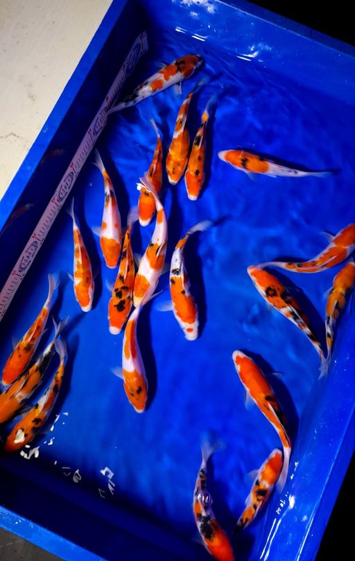 Lelang Koi Online, Jual Beli Ikan Koi, Pusat Jual Beli Koi, Info Lelang Koi Hari Ini, Platform Jual Beli Koi, Jual Beli Ikan Koi Online, Marketplace Ikan Koi, Jual Koi Terbaik, Tempat Beli Koi Berkualitas, Pasar Ikan Koi Online Terpercaya, Penjual Ikan Koi Terpercaya, Beli Koi Hias Online, Ikan Koi untuk Dijual, Koi Kualitas Terbaik, Toko Online Ikan Koi, Koi Hias Untuk Dijual, Jual Beli Ikan Koi Lokal, Koi Indonesia Online, Pusat Jual Beli Koi Terbesar