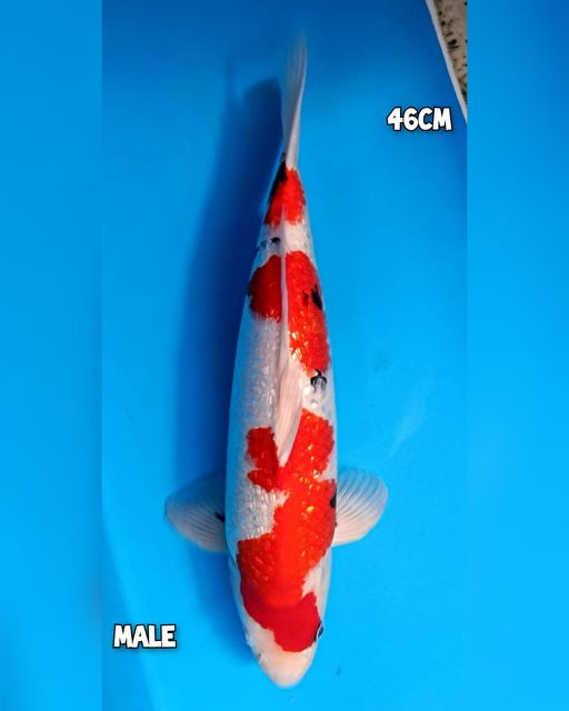 Lelang Koi Online, Jual Beli Ikan Koi, Pusat Jual Beli Koi, Info Lelang Koi Hari Ini, Platform Jual Beli Koi, Jual Beli Ikan Koi Online, Marketplace Ikan Koi, Jual Koi Terbaik, Tempat Beli Koi Berkualitas, Pasar Ikan Koi Online Terpercaya, Penjual Ikan Koi Terpercaya, Beli Koi Hias Online, Ikan Koi untuk Dijual, Koi Kualitas Terbaik, Toko Online Ikan Koi, Koi Hias Untuk Dijual, Jual Beli Ikan Koi Lokal, Koi Indonesia Online, Pusat Jual Beli Koi Terbesar