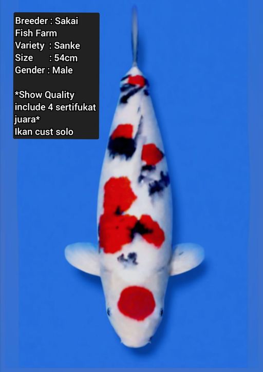 Lelang Koi Online, Jual Beli Ikan Koi, Pusat Jual Beli Koi, Info Lelang Koi Hari Ini, Platform Jual Beli Koi, Jual Beli Ikan Koi Online, Marketplace Ikan Koi, Jual Koi Terbaik, Tempat Beli Koi Berkualitas, Pasar Ikan Koi Online Terpercaya, Penjual Ikan Koi Terpercaya, Beli Koi Hias Online, Ikan Koi untuk Dijual, Koi Kualitas Terbaik, Toko Online Ikan Koi, Koi Hias Untuk Dijual, Jual Beli Ikan Koi Lokal, Koi Indonesia Online, Pusat Jual Beli Koi Terbesar