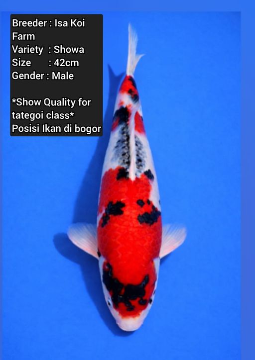 Lelang Koi Online, Jual Beli Ikan Koi, Pusat Jual Beli Koi, Info Lelang Koi Hari Ini, Platform Jual Beli Koi, Jual Beli Ikan Koi Online, Marketplace Ikan Koi, Jual Koi Terbaik, Tempat Beli Koi Berkualitas, Pasar Ikan Koi Online Terpercaya, Penjual Ikan Koi Terpercaya, Beli Koi Hias Online, Ikan Koi untuk Dijual, Koi Kualitas Terbaik, Toko Online Ikan Koi, Koi Hias Untuk Dijual, Jual Beli Ikan Koi Lokal, Koi Indonesia Online, Pusat Jual Beli Koi Terbesar