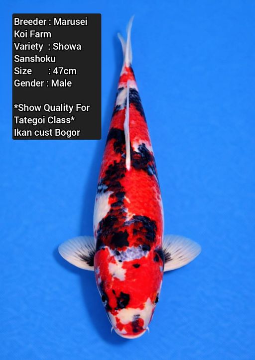 Lelang Koi Online, Jual Beli Ikan Koi, Pusat Jual Beli Koi, Info Lelang Koi Hari Ini, Platform Jual Beli Koi, Jual Beli Ikan Koi Online, Marketplace Ikan Koi, Jual Koi Terbaik, Tempat Beli Koi Berkualitas, Pasar Ikan Koi Online Terpercaya, Penjual Ikan Koi Terpercaya, Beli Koi Hias Online, Ikan Koi untuk Dijual, Koi Kualitas Terbaik, Toko Online Ikan Koi, Koi Hias Untuk Dijual, Jual Beli Ikan Koi Lokal, Koi Indonesia Online, Pusat Jual Beli Koi Terbesar