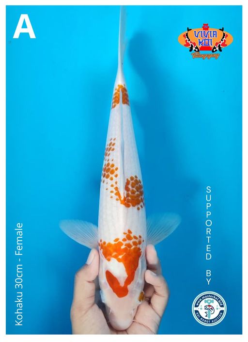 Lelang Koi Online, Jual Beli Ikan Koi, Pusat Jual Beli Koi, Info Lelang Koi Hari Ini, Platform Jual Beli Koi, Jual Beli Ikan Koi Online, Marketplace Ikan Koi, Jual Koi Terbaik, Tempat Beli Koi Berkualitas, Pasar Ikan Koi Online Terpercaya, Penjual Ikan Koi Terpercaya, Beli Koi Hias Online, Ikan Koi untuk Dijual, Koi Kualitas Terbaik, Toko Online Ikan Koi, Koi Hias Untuk Dijual, Jual Beli Ikan Koi Lokal, Koi Indonesia Online, Pusat Jual Beli Koi Terbesar