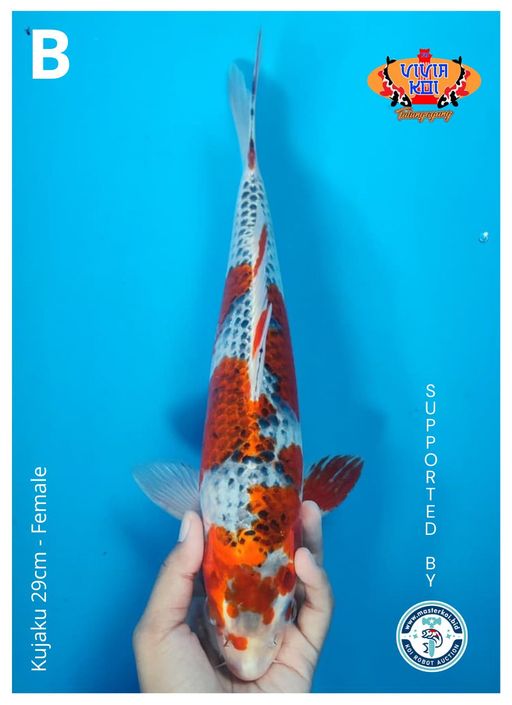 Lelang Koi Online, Jual Beli Ikan Koi, Pusat Jual Beli Koi, Info Lelang Koi Hari Ini, Platform Jual Beli Koi, Jual Beli Ikan Koi Online, Marketplace Ikan Koi, Jual Koi Terbaik, Tempat Beli Koi Berkualitas, Pasar Ikan Koi Online Terpercaya, Penjual Ikan Koi Terpercaya, Beli Koi Hias Online, Ikan Koi untuk Dijual, Koi Kualitas Terbaik, Toko Online Ikan Koi, Koi Hias Untuk Dijual, Jual Beli Ikan Koi Lokal, Koi Indonesia Online, Pusat Jual Beli Koi Terbesar