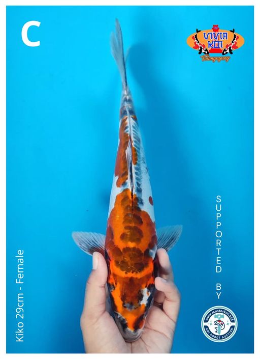 Lelang Koi Online, Jual Beli Ikan Koi, Pusat Jual Beli Koi, Info Lelang Koi Hari Ini, Platform Jual Beli Koi, Jual Beli Ikan Koi Online, Marketplace Ikan Koi, Jual Koi Terbaik, Tempat Beli Koi Berkualitas, Pasar Ikan Koi Online Terpercaya, Penjual Ikan Koi Terpercaya, Beli Koi Hias Online, Ikan Koi untuk Dijual, Koi Kualitas Terbaik, Toko Online Ikan Koi, Koi Hias Untuk Dijual, Jual Beli Ikan Koi Lokal, Koi Indonesia Online, Pusat Jual Beli Koi Terbesar