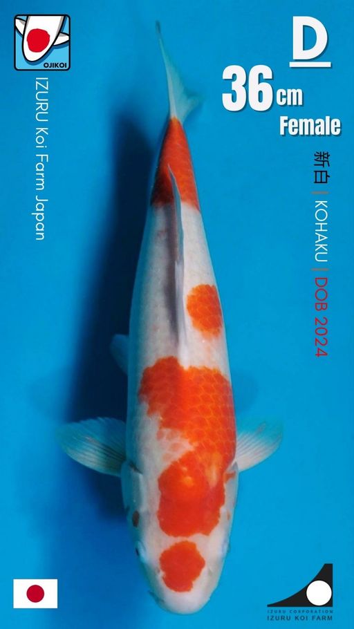 Lelang Koi Online, Jual Beli Ikan Koi, Pusat Jual Beli Koi, Info Lelang Koi Hari Ini, Platform Jual Beli Koi, Jual Beli Ikan Koi Online, Marketplace Ikan Koi, Jual Koi Terbaik, Tempat Beli Koi Berkualitas, Pasar Ikan Koi Online Terpercaya, Penjual Ikan Koi Terpercaya, Beli Koi Hias Online, Ikan Koi untuk Dijual, Koi Kualitas Terbaik, Toko Online Ikan Koi, Koi Hias Untuk Dijual, Jual Beli Ikan Koi Lokal, Koi Indonesia Online, Pusat Jual Beli Koi Terbesar