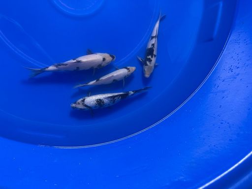 Lelang Koi Online, Jual Beli Ikan Koi, Pusat Jual Beli Koi, Info Lelang Koi Hari Ini, Platform Jual Beli Koi, Jual Beli Ikan Koi Online, Marketplace Ikan Koi, Jual Koi Terbaik, Tempat Beli Koi Berkualitas, Pasar Ikan Koi Online Terpercaya, Penjual Ikan Koi Terpercaya, Beli Koi Hias Online, Ikan Koi untuk Dijual, Koi Kualitas Terbaik, Toko Online Ikan Koi, Koi Hias Untuk Dijual, Jual Beli Ikan Koi Lokal, Koi Indonesia Online, Pusat Jual Beli Koi Terbesar