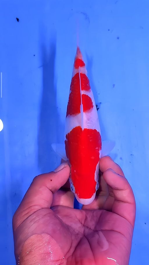 Lelang Koi Online, Jual Beli Ikan Koi, Pusat Jual Beli Koi, Info Lelang Koi Hari Ini, Platform Jual Beli Koi, Jual Beli Ikan Koi Online, Marketplace Ikan Koi, Jual Koi Terbaik, Tempat Beli Koi Berkualitas, Pasar Ikan Koi Online Terpercaya, Penjual Ikan Koi Terpercaya, Beli Koi Hias Online, Ikan Koi untuk Dijual, Koi Kualitas Terbaik, Toko Online Ikan Koi, Koi Hias Untuk Dijual, Jual Beli Ikan Koi Lokal, Koi Indonesia Online, Pusat Jual Beli Koi Terbesar