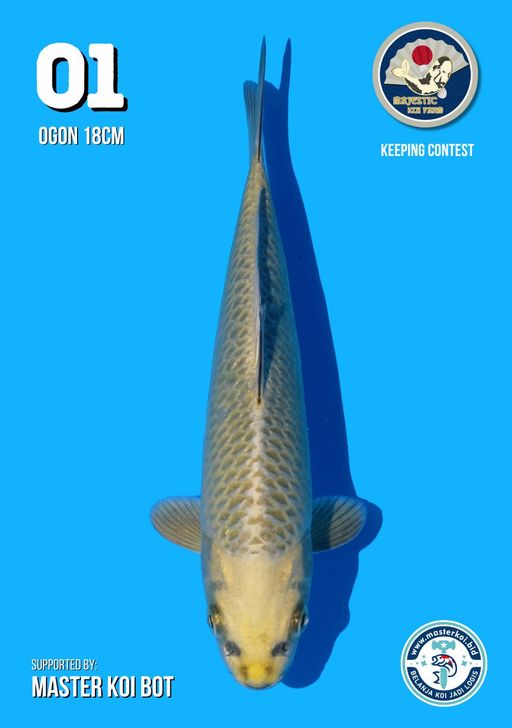 Lelang Koi Online, Jual Beli Ikan Koi, Pusat Jual Beli Koi, Info Lelang Koi Hari Ini, Platform Jual Beli Koi, Jual Beli Ikan Koi Online, Marketplace Ikan Koi, Jual Koi Terbaik, Tempat Beli Koi Berkualitas, Pasar Ikan Koi Online Terpercaya, Penjual Ikan Koi Terpercaya, Beli Koi Hias Online, Ikan Koi untuk Dijual, Koi Kualitas Terbaik, Toko Online Ikan Koi, Koi Hias Untuk Dijual, Jual Beli Ikan Koi Lokal, Koi Indonesia Online, Pusat Jual Beli Koi Terbesar