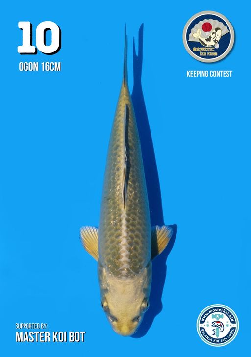 Lelang Koi Online, Jual Beli Ikan Koi, Pusat Jual Beli Koi, Info Lelang Koi Hari Ini, Platform Jual Beli Koi, Jual Beli Ikan Koi Online, Marketplace Ikan Koi, Jual Koi Terbaik, Tempat Beli Koi Berkualitas, Pasar Ikan Koi Online Terpercaya, Penjual Ikan Koi Terpercaya, Beli Koi Hias Online, Ikan Koi untuk Dijual, Koi Kualitas Terbaik, Toko Online Ikan Koi, Koi Hias Untuk Dijual, Jual Beli Ikan Koi Lokal, Koi Indonesia Online, Pusat Jual Beli Koi Terbesar