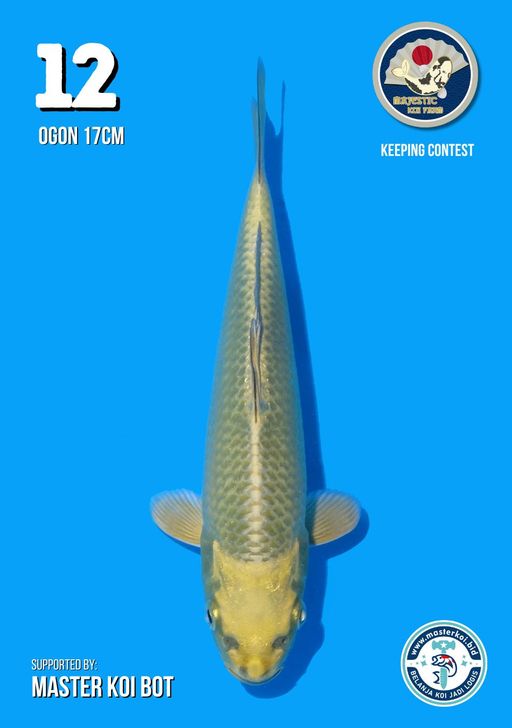 Lelang Koi Online, Jual Beli Ikan Koi, Pusat Jual Beli Koi, Info Lelang Koi Hari Ini, Platform Jual Beli Koi, Jual Beli Ikan Koi Online, Marketplace Ikan Koi, Jual Koi Terbaik, Tempat Beli Koi Berkualitas, Pasar Ikan Koi Online Terpercaya, Penjual Ikan Koi Terpercaya, Beli Koi Hias Online, Ikan Koi untuk Dijual, Koi Kualitas Terbaik, Toko Online Ikan Koi, Koi Hias Untuk Dijual, Jual Beli Ikan Koi Lokal, Koi Indonesia Online, Pusat Jual Beli Koi Terbesar