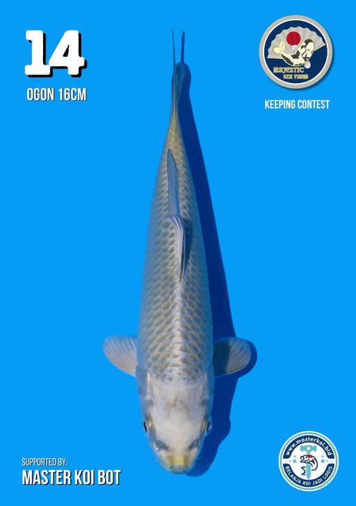 Lelang Koi Online, Jual Beli Ikan Koi, Pusat Jual Beli Koi, Info Lelang Koi Hari Ini, Platform Jual Beli Koi, Jual Beli Ikan Koi Online, Marketplace Ikan Koi, Jual Koi Terbaik, Tempat Beli Koi Berkualitas, Pasar Ikan Koi Online Terpercaya, Penjual Ikan Koi Terpercaya, Beli Koi Hias Online, Ikan Koi untuk Dijual, Koi Kualitas Terbaik, Toko Online Ikan Koi, Koi Hias Untuk Dijual, Jual Beli Ikan Koi Lokal, Koi Indonesia Online, Pusat Jual Beli Koi Terbesar