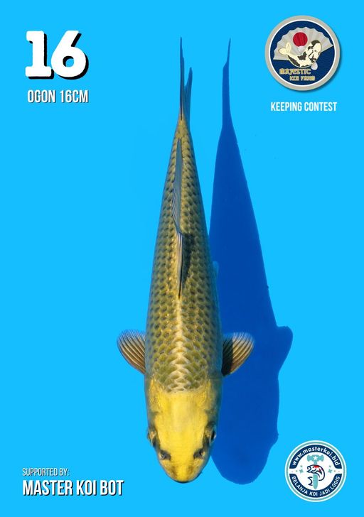 Lelang Koi Online, Jual Beli Ikan Koi, Pusat Jual Beli Koi, Info Lelang Koi Hari Ini, Platform Jual Beli Koi, Jual Beli Ikan Koi Online, Marketplace Ikan Koi, Jual Koi Terbaik, Tempat Beli Koi Berkualitas, Pasar Ikan Koi Online Terpercaya, Penjual Ikan Koi Terpercaya, Beli Koi Hias Online, Ikan Koi untuk Dijual, Koi Kualitas Terbaik, Toko Online Ikan Koi, Koi Hias Untuk Dijual, Jual Beli Ikan Koi Lokal, Koi Indonesia Online, Pusat Jual Beli Koi Terbesar