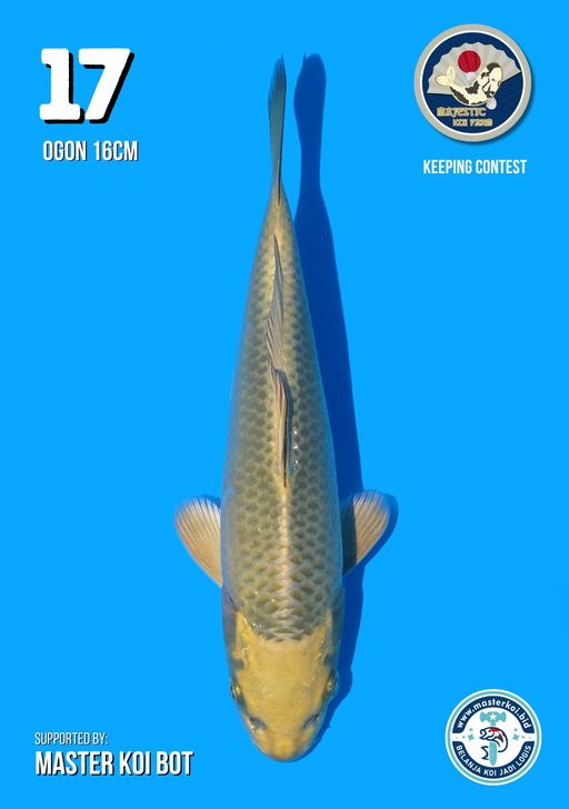 Lelang Koi Online, Jual Beli Ikan Koi, Pusat Jual Beli Koi, Info Lelang Koi Hari Ini, Platform Jual Beli Koi, Jual Beli Ikan Koi Online, Marketplace Ikan Koi, Jual Koi Terbaik, Tempat Beli Koi Berkualitas, Pasar Ikan Koi Online Terpercaya, Penjual Ikan Koi Terpercaya, Beli Koi Hias Online, Ikan Koi untuk Dijual, Koi Kualitas Terbaik, Toko Online Ikan Koi, Koi Hias Untuk Dijual, Jual Beli Ikan Koi Lokal, Koi Indonesia Online, Pusat Jual Beli Koi Terbesar