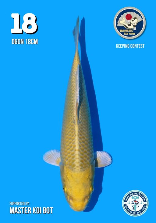 Lelang Koi Online, Jual Beli Ikan Koi, Pusat Jual Beli Koi, Info Lelang Koi Hari Ini, Platform Jual Beli Koi, Jual Beli Ikan Koi Online, Marketplace Ikan Koi, Jual Koi Terbaik, Tempat Beli Koi Berkualitas, Pasar Ikan Koi Online Terpercaya, Penjual Ikan Koi Terpercaya, Beli Koi Hias Online, Ikan Koi untuk Dijual, Koi Kualitas Terbaik, Toko Online Ikan Koi, Koi Hias Untuk Dijual, Jual Beli Ikan Koi Lokal, Koi Indonesia Online, Pusat Jual Beli Koi Terbesar