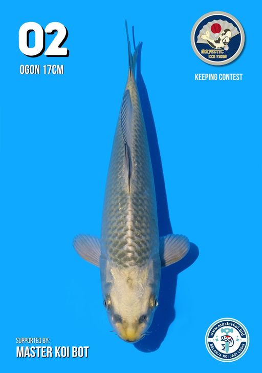 Lelang Koi Online, Jual Beli Ikan Koi, Pusat Jual Beli Koi, Info Lelang Koi Hari Ini, Platform Jual Beli Koi, Jual Beli Ikan Koi Online, Marketplace Ikan Koi, Jual Koi Terbaik, Tempat Beli Koi Berkualitas, Pasar Ikan Koi Online Terpercaya, Penjual Ikan Koi Terpercaya, Beli Koi Hias Online, Ikan Koi untuk Dijual, Koi Kualitas Terbaik, Toko Online Ikan Koi, Koi Hias Untuk Dijual, Jual Beli Ikan Koi Lokal, Koi Indonesia Online, Pusat Jual Beli Koi Terbesar